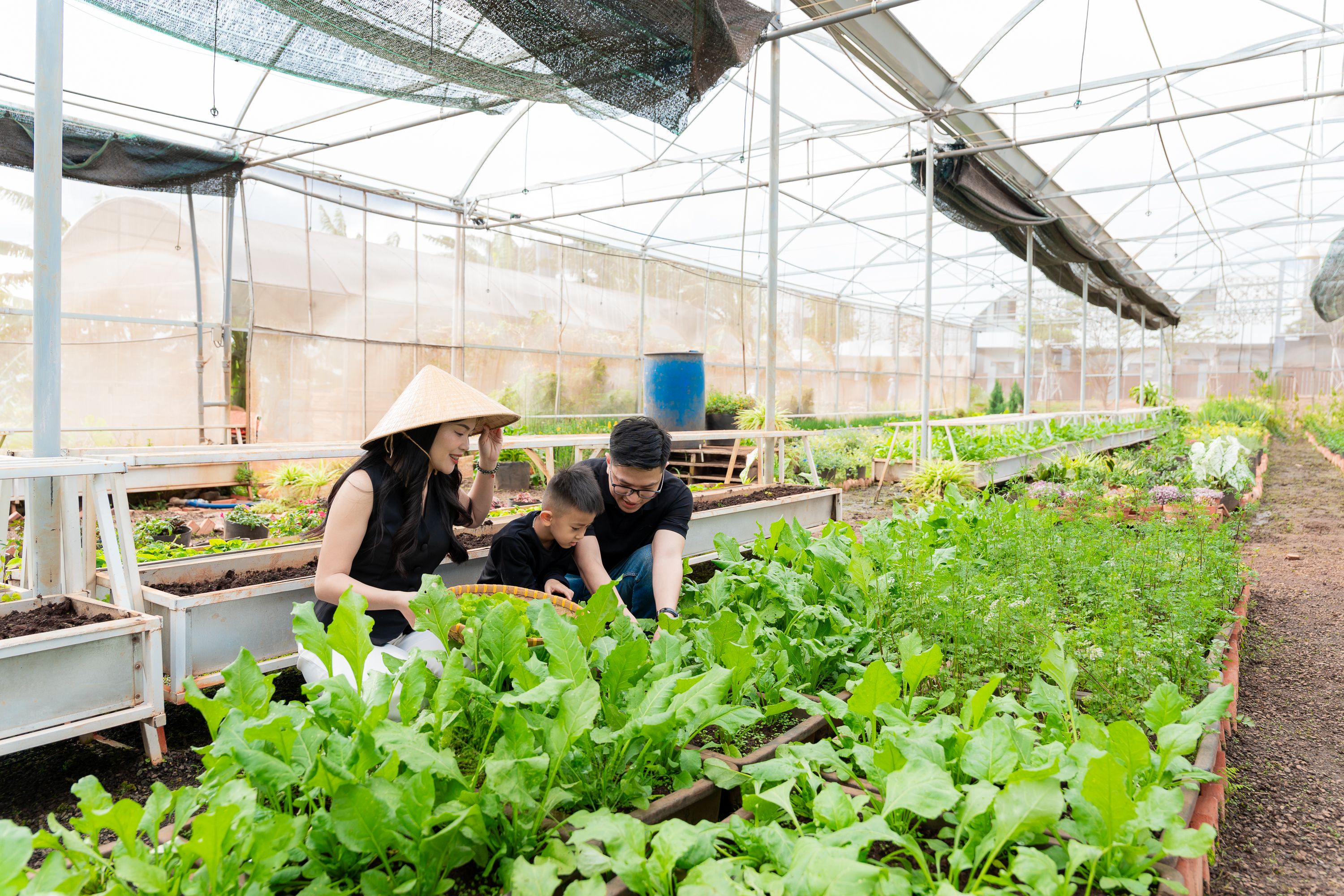 Vườn rau hữu cơ